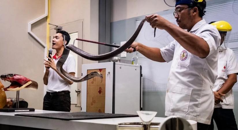 Teljesen megőrült egy kutató: több száz mérges kígyóval maratta meg magát