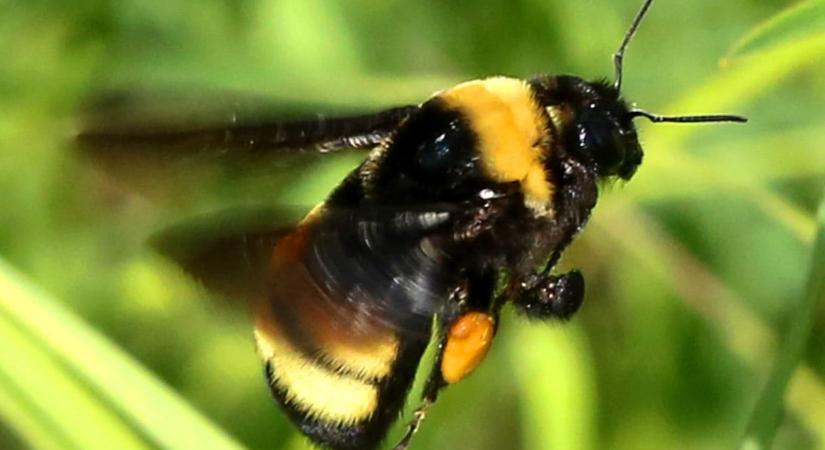 Hogyan kerülik el a méhek a túlmelegedést?