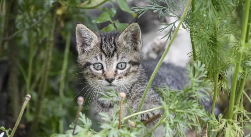 Megvan az ellenszer? A macskák hordozhatják a mellrák elleni fegyvert!