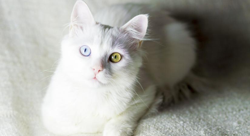 Török angóra vagy ragdoll: melyik macskafajtát látod a képen? – Teszteld macskaismereti tudásodat!