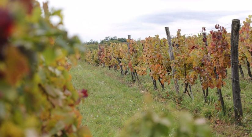 A hevesi dombokról kúszhat a házak közé a veszélyes fertőzés, a rutinos szakember nem sok jót ígér