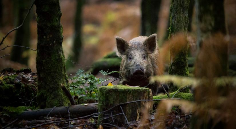 Halálos vírus terjed a környékünkön: ezt mindenképp tudnod kell róla