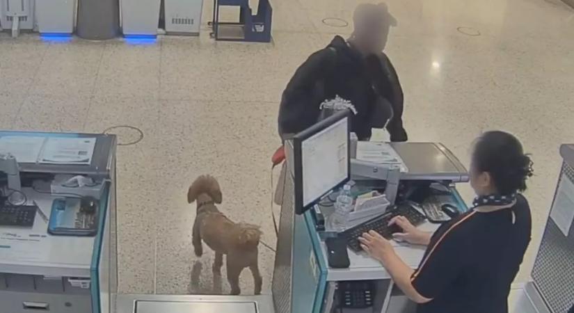 Kutyával akart utazni a nő: amit ezután tesz, összetöri a szíveket