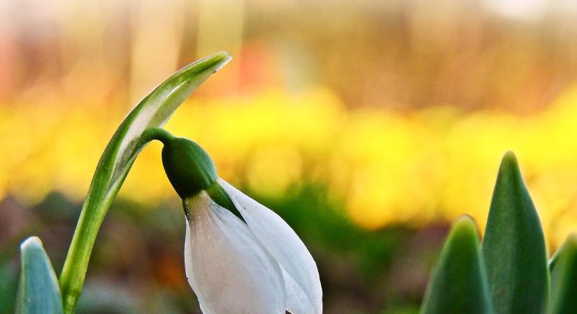 Téli fordulatból kora tavaszba: enyhülés közeleg