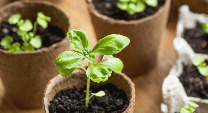 Világszerte növekszik a biokertészkedés iránti érdeklődés