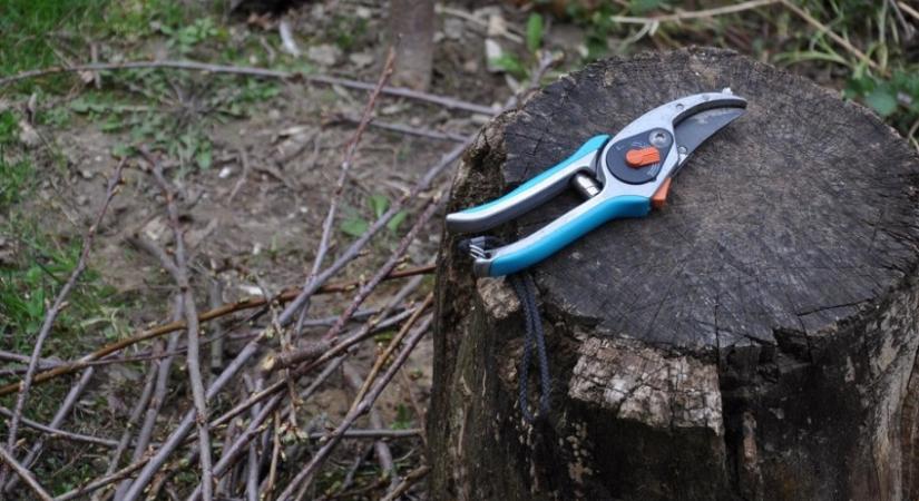 A bőséges termés titka: mikor metssz havazás után, hogy a gyümölcsfa ne károsodjon?