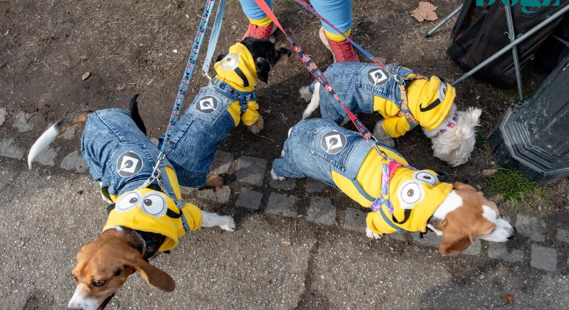 Valami történt a Városligetben: furcsa kutyák lepték el tömegével