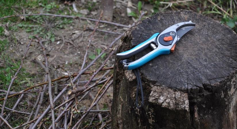 Metszőolló élezés és fertőtlenítés: a metszés előtti kötelező kör