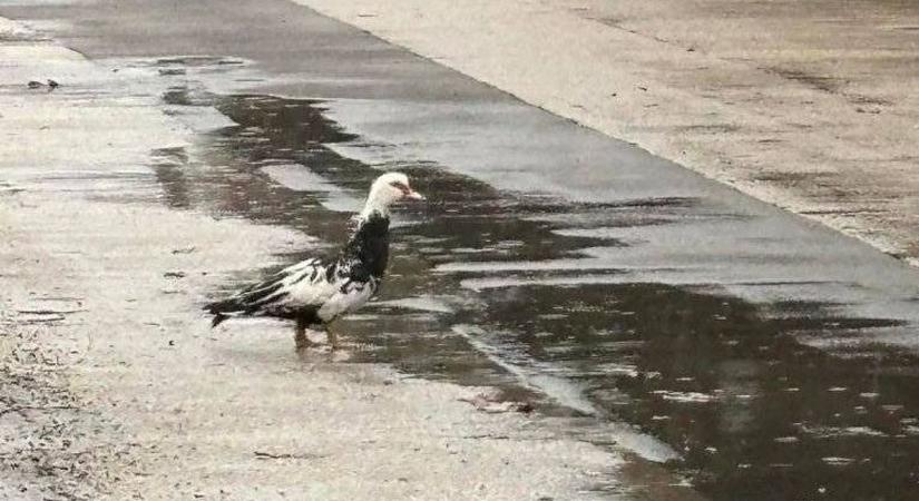 Új celeb született Ajkán: egy kacsa – és ez nem kacsa!