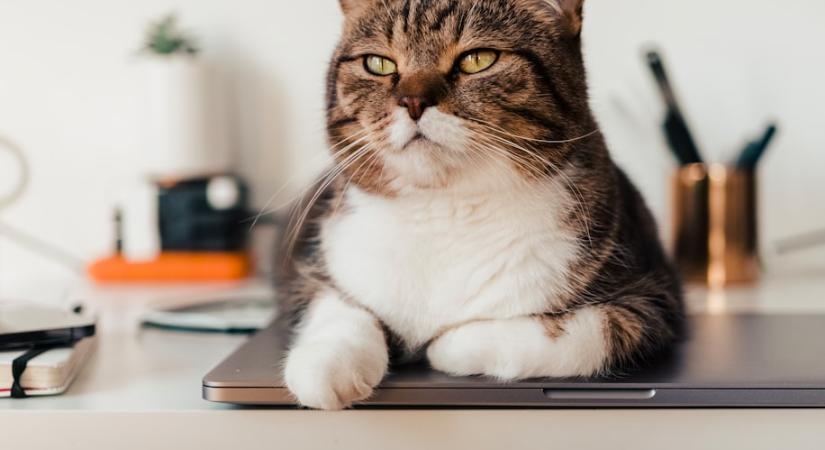 Miért ül a laptopra a macska? Nem véletlenül teszi!
