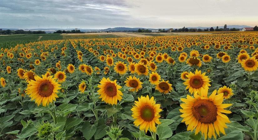 Gyomirtási stratégia változékony időjárásban