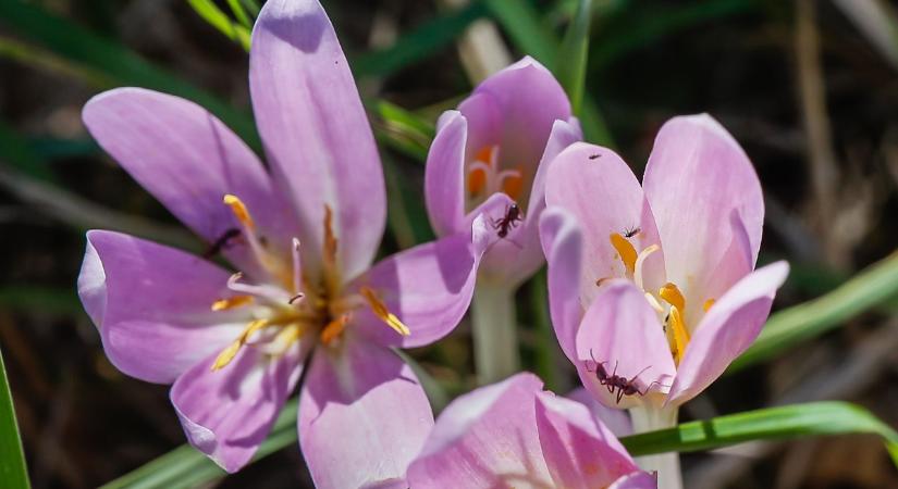 Kikerics: megérkezett a tavasz hírnöke, főleg itt virágzik