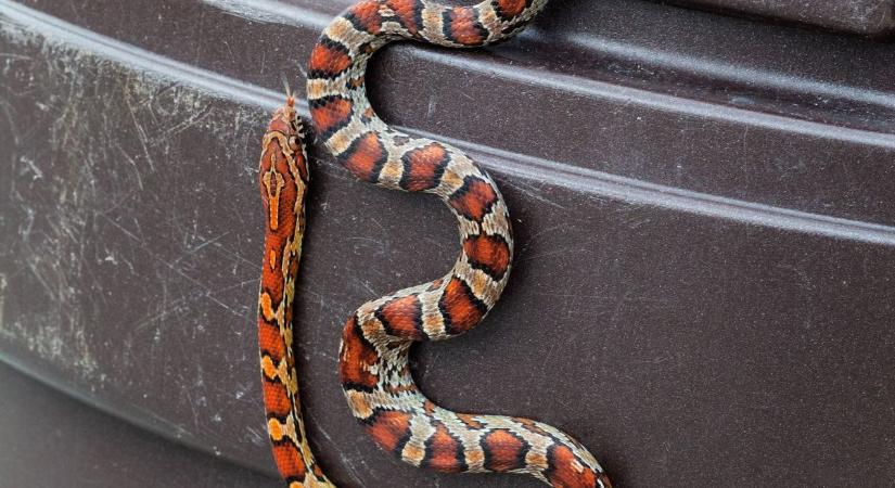 Megmozdult a szemét, másfél méteres siklót talált a kukában egy szolnoki férfi