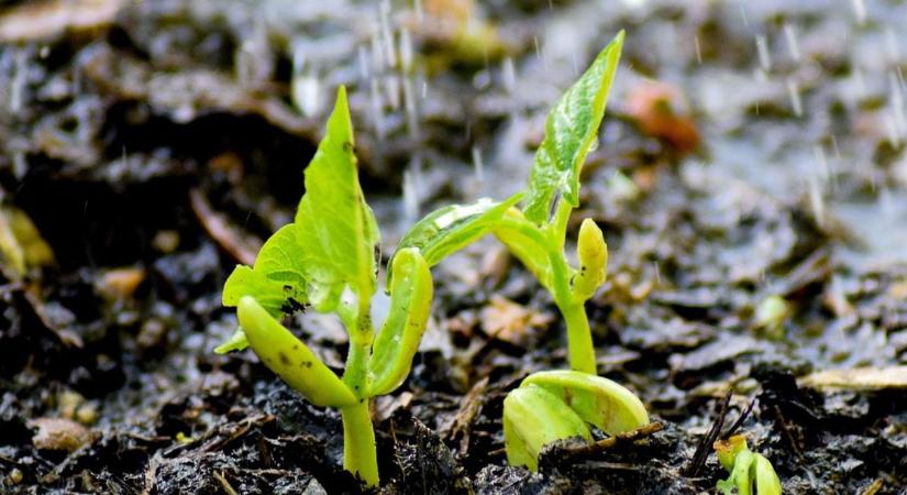 Kevesebb vízzel több profit? A „deficit öntözés” az új titkos fegyver