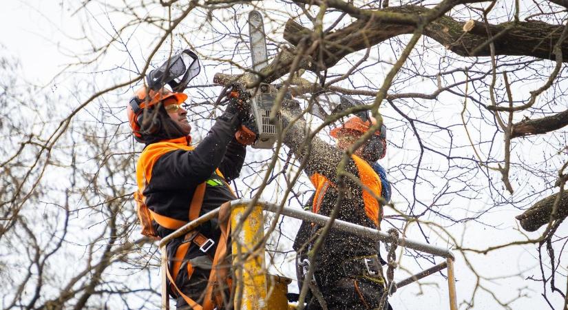 Elkezdték a fák metszését Debrecenben, egymás után szépülnek meg az utcák - fotókkal!