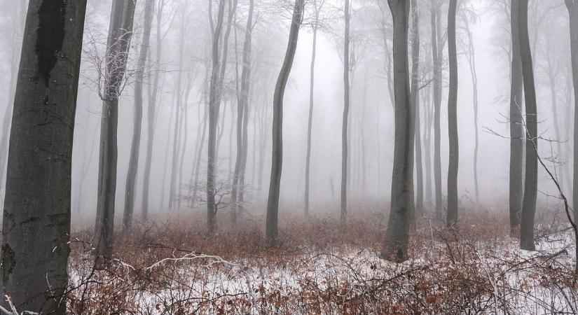 Lábnyomok a hóban, elárulta magát a bükki nagyragadozó