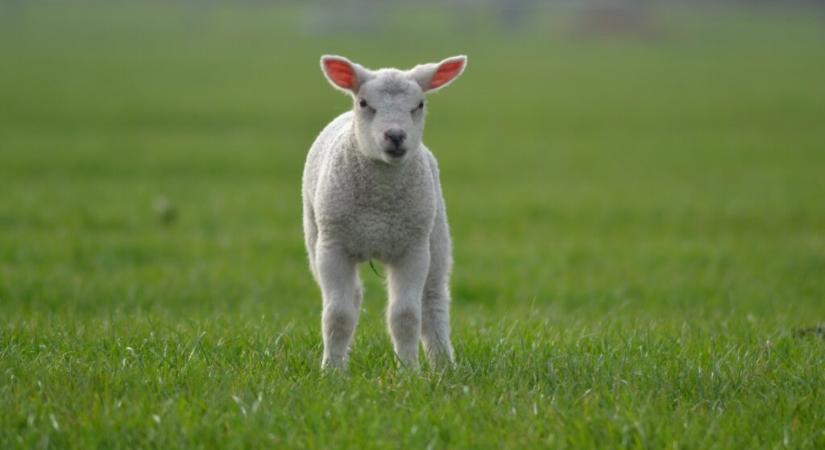 Fordulat az uniós báránypiacon