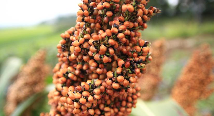 Az alternatív növények lehetnek a magyar mezőgazdaság jövőjének kulcsai