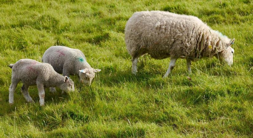 Több bárány, kevesebb antibiotikum: A természetes immunerősítés gazdasági előnyei
