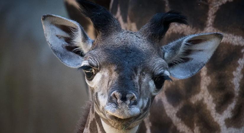 Szívszorító tragédia: saját kifutójában szenvedett végzetes sérülést a háromhónapos zsiráfbébi