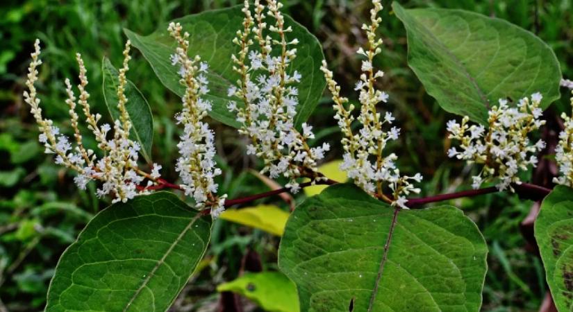 Ezt a növényt soha ne ültesd a kerítés mellé: komoly bírságot is kaphatsz érte