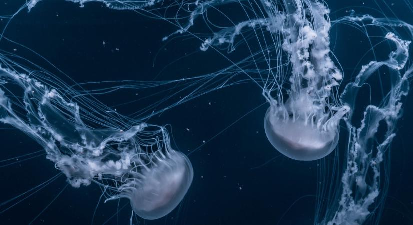 Ő a világ legtoxikusabb állata, aminek mérge perceket alatt öl