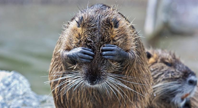 Elszaporodtak a nagy testű rágcsálók a magyar tó környékén, a gyérítés mellett döntöttek