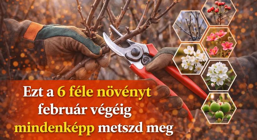 Ezt a 6 féle növényt február végéig mindenképp metszd meg