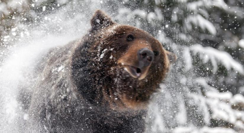 Ordibálás és szürreális jelenet a sípályán, amit videóra vettek