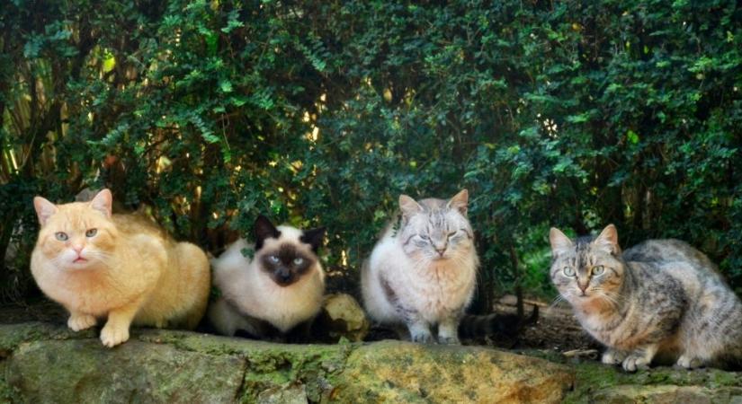 A kijárós cicák vajon barátkoznak a szomszéd macskákkal?