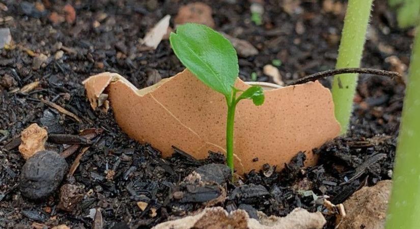 Ne dobja ki! El nem tudja képzelni, hogy mekkora csodaszer!