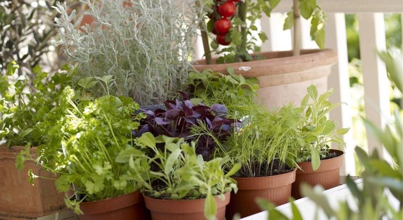 Tuti tippek a balkonkertészkedéshez: így lehet kiskert az erkélyből