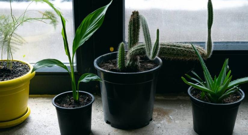 Súlyos balszerencsét hoz 2026-ban ez az egy dolog a lakásodban - A gazdagodást is gátolja