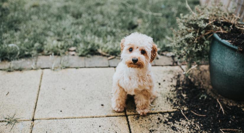 Miért esznek a kutyák ürüléket? Meglepő választ adtak a szakértők – Mutatjuk, hogyan szoktathatod le erről kedvencedet