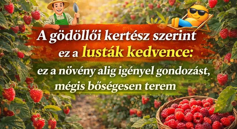A gödöllői kertész szerint ez a lusták kedvence: ez a növény alig igényel gondozást, mégis bőségesen terem