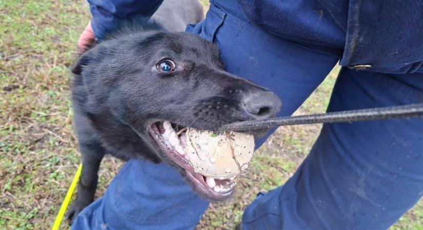 Hideg, eső, stressz: így edzik a veszprémi rendőrkutyákat az éles bevetésekre