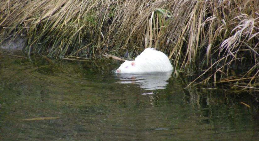 Fehér csoda Fejér vármegyében – ezt a ritka állatot sem látni minden nap