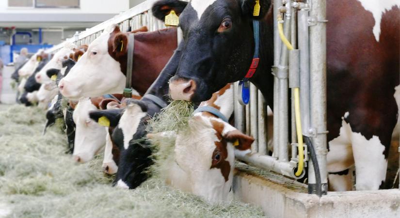 AM: újabb intézkedéssel segíti a kormány a tejhasznú tehéntartókat