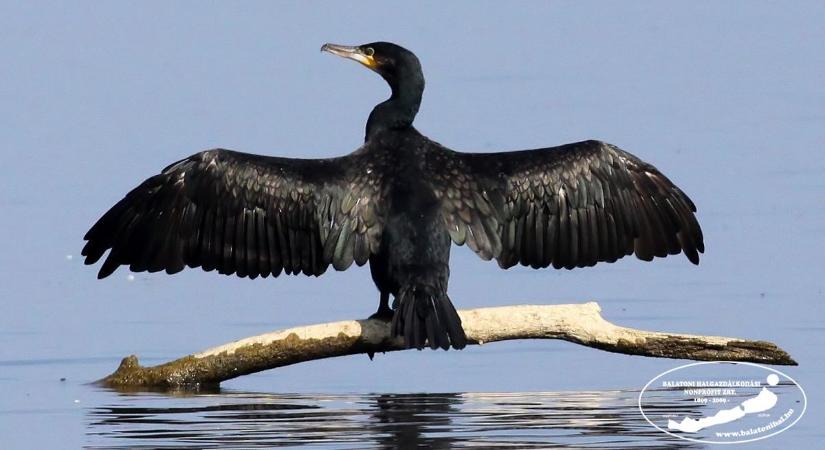 Tetemeket is gyűjt a halőr – ennyi hal puszult el a Balatonban