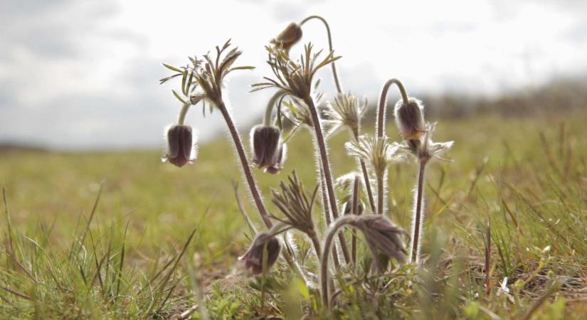 Lenyűgöző filmkockákon a Nyírség kincsei