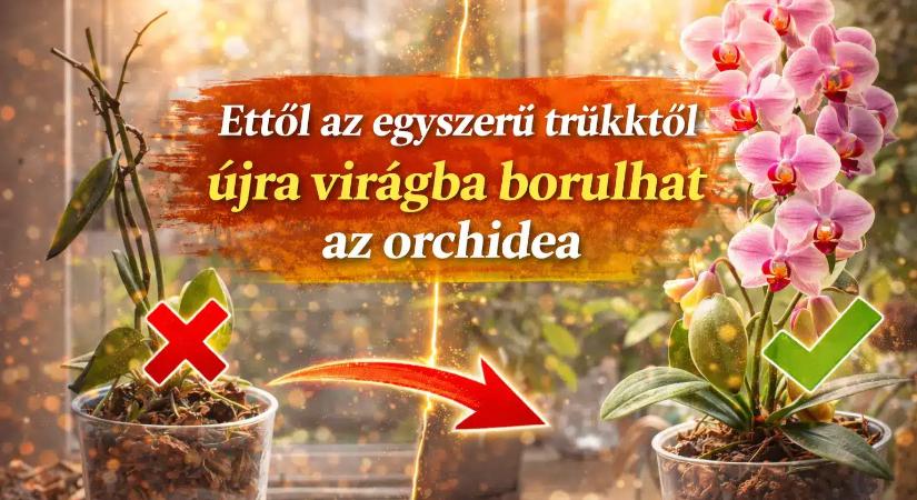 Ceglédi ismerősöm: Ettől az egyszerű trükktől újra virágba borulhat az orchidea
