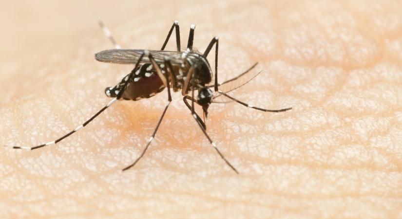 Már Magyarországon is terjedhet a trópusi chikungunya-vírus