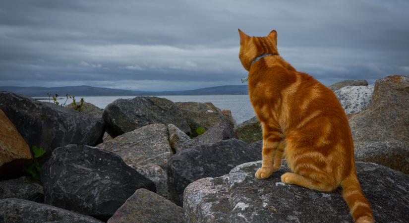 A macskatest titkai: te mennyire vagy képben a cicák adottságaival? – Kvíz