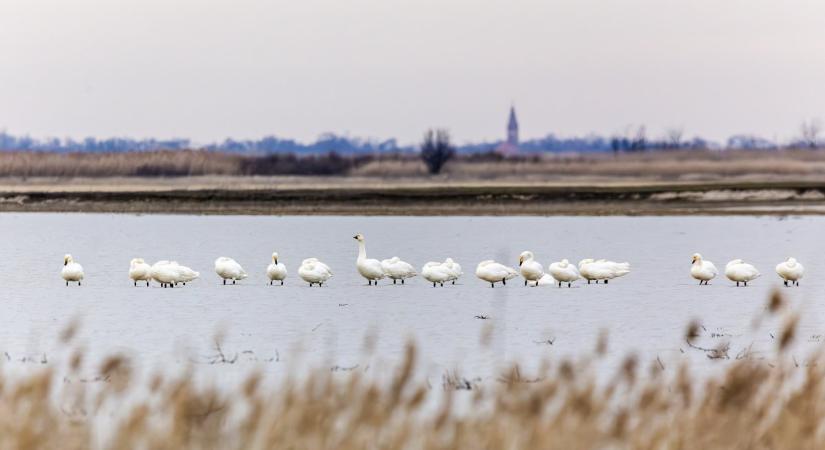 Történelmi rekord a Fehér-tónál: 27 kis hattyú pihent meg Kardoskúton