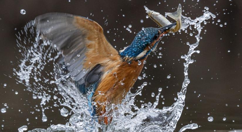 Villámként csap le a vízbe – különleges ragadozó tűnt fel a Maros partján