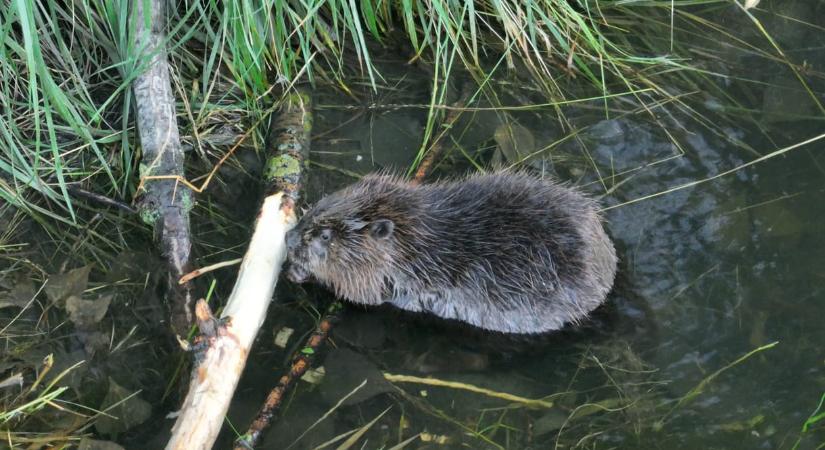 Fáradt motorolajjal kenték a patakparti fákat a hódok ellen Egernél, az olaj a patakba szivárgott