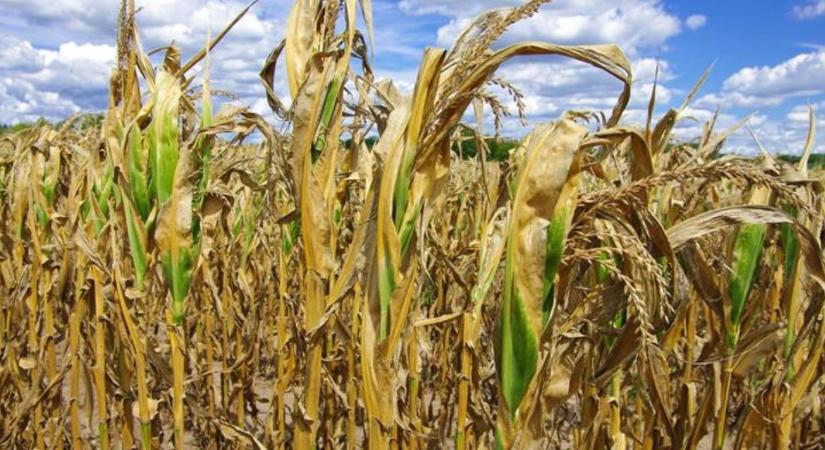 Így élhetik túl a növények a vízhiányos nyarakat