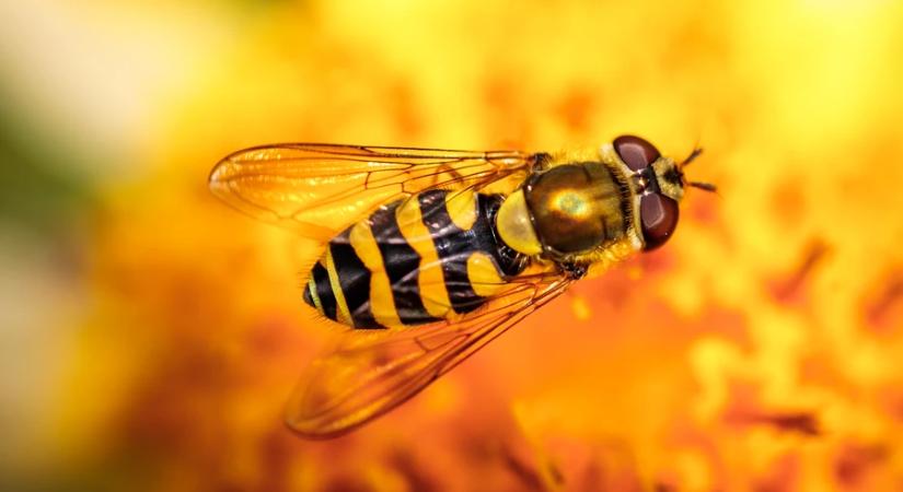 2026-ban a rovarvilág repülő bajnokai az év beporzói