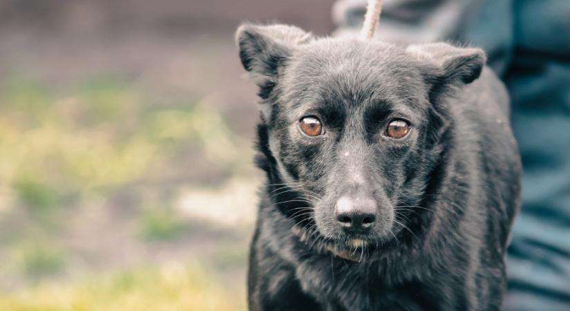 Kiadták a vészjelzést, halálos betegség terjed a kutyák között a fővárosban: emberekre is veszélyes lehet