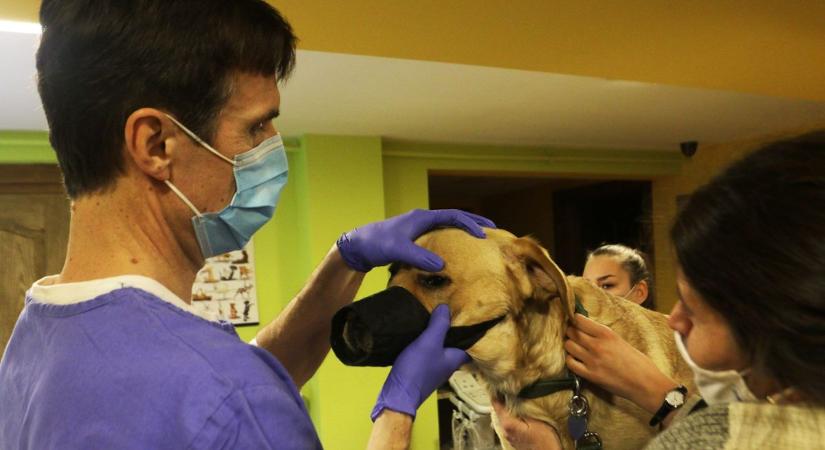 Összefogás az éjszakai állatorvosi ügyeletért